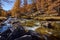 La ClareÌe river with larch trees in full Fall colors. NeÌvache, Hautes-Alpes, Alps, France